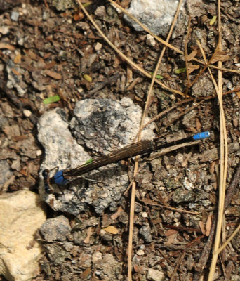 97ccounty 137bluefronted.jpg