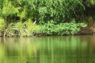 97ccounty 144tricoloredheronlunkerspond.jpg