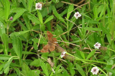 97ccounty 155metalmark.jpg