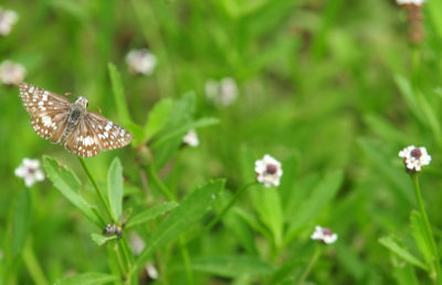 97ccounty 160commoncheckered.jpg
