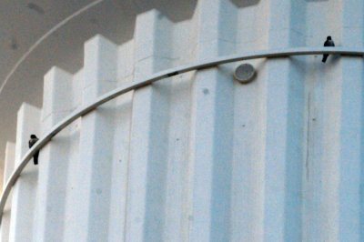97county 004peregrinefalcons.jpg