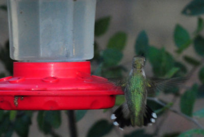 97county 032hummer.jpg
