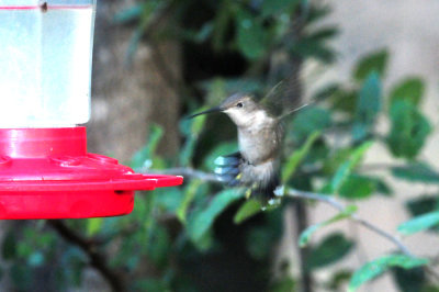 97county 048hummer.jpg