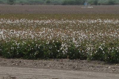 98county 001.JPG