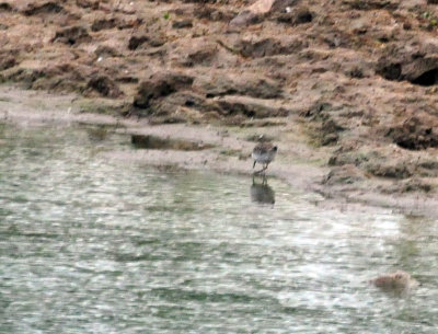 98county 009leastsandpiper.jpg