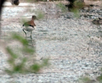98county 014greateryellowlegs.jpg