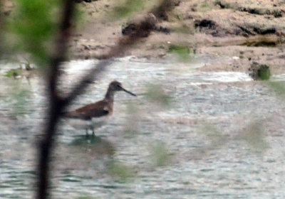 98county 015solitarysandpiper.jpg