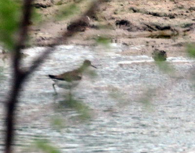 98county 016solitary.jpg