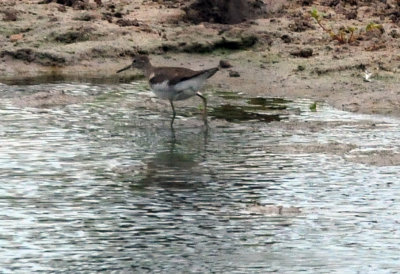 98county 019solitarysandpiper.jpg