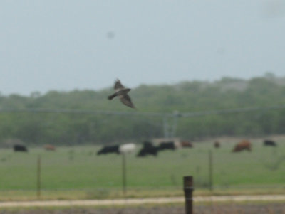 98county 044nrough.jpg