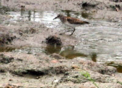 98county 061westernsandpiper.jpg