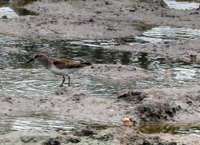 98county 065westernsandpiper.jpg