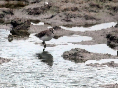 98county 067westernsandpiper.jpg