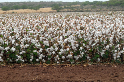 98county 075cotton.jpg