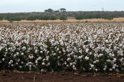98county 077cotton.jpg