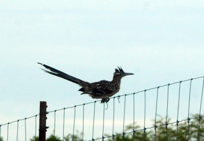 98county 083greaterroadrunner.jpg