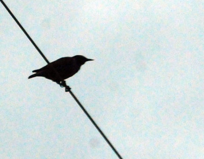 98county 096europeanstarling.jpg
