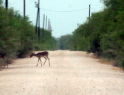 98county 107deer.jpg