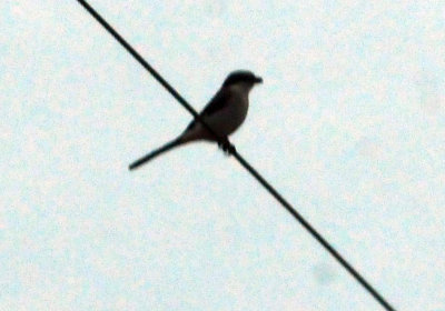 98county 118loggerheadshrike.jpg