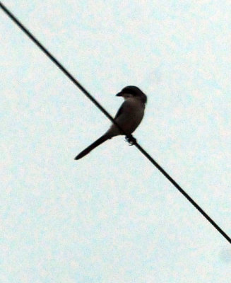 98county 122oggerheadshrike.jpg