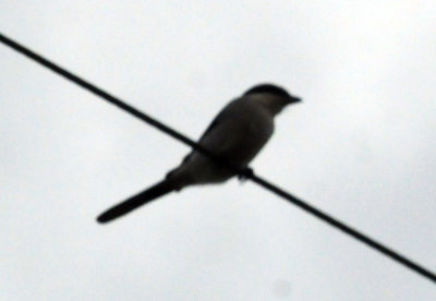 98county 131oggerheadshrike.jpg