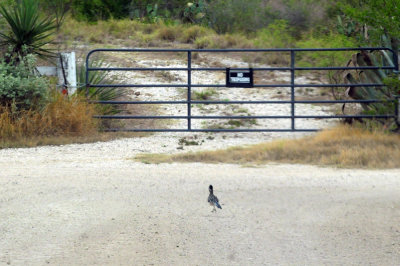 98county 148greaterroadrunner.jpg