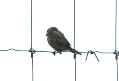 98county 162housefinch.jpg
