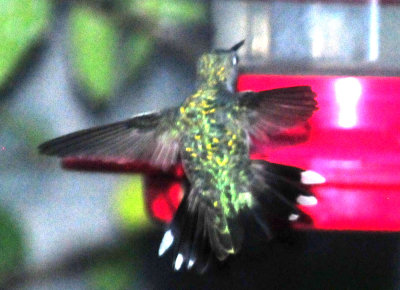 98downtoswn 012rubythroated.jpg