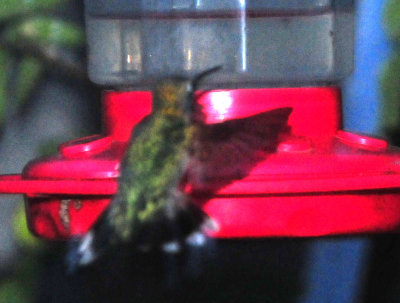 98downtoswn 014rubythroatedhummingbird.jpg