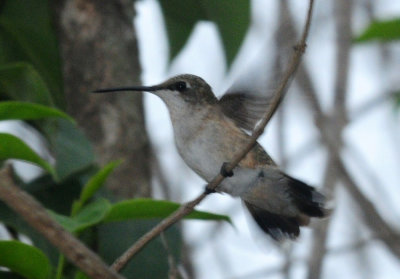 99yard 002rubythroated.jpg