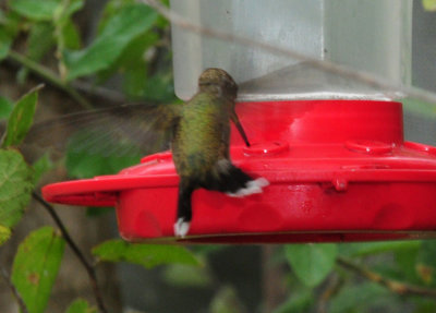 99yard 022rubythroated.jpg