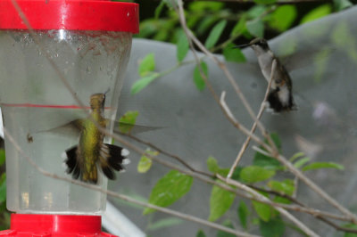 99yard 025rubythroated.jpg