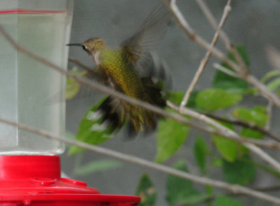 99yard 024rubythroated.jpg