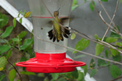 99yard 026rubythroated.jpg