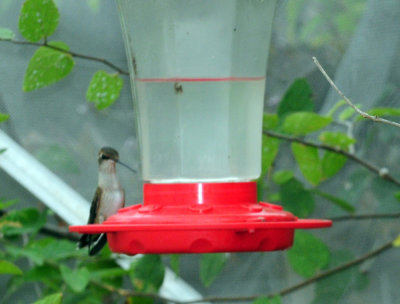 910yard 008hummer.jpg