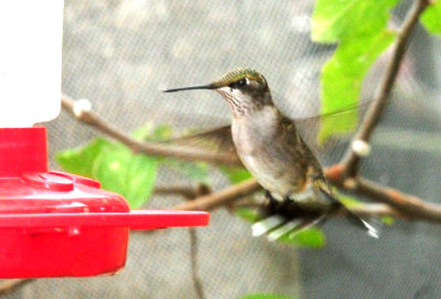910yard 009hummer.jpg