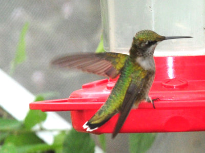 910yard 013hummer.jpg