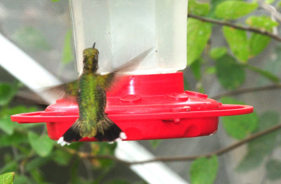 910yard 016hummer.jpg