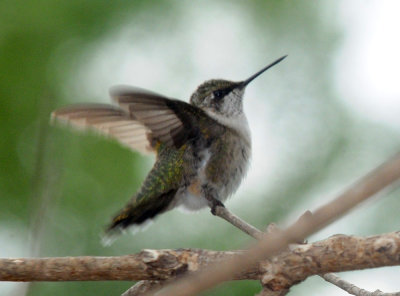 910yard 025hummer.jpg
