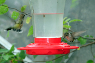 910yard 028hummers.jpg