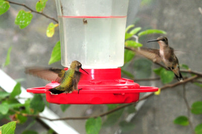 910yard 030hummers.jpg