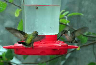 910yard 031hummers.jpg