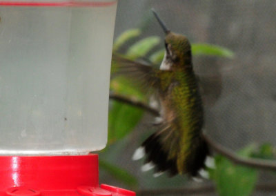910yard 039hummer.jpg