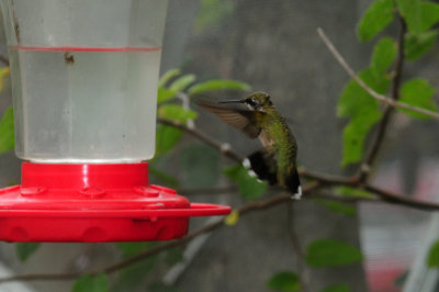 910yard 043hummer.jpg