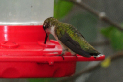 910yard 044hummer.jpg