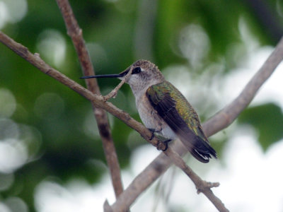 910yard 027hummingbird.jpg