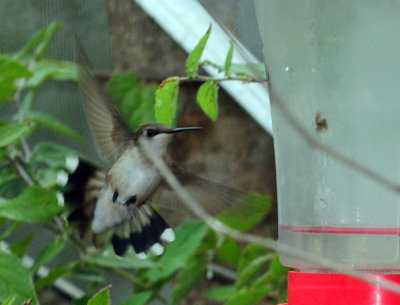 910yard 063hummingbird.jpg