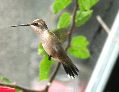 910yard 072hummingbird.jpg