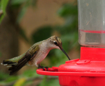 910yard 086hummingbird.jpg