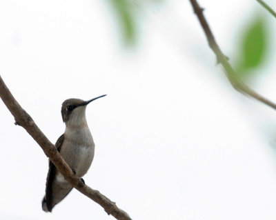910yard 118hummingbird.jpg